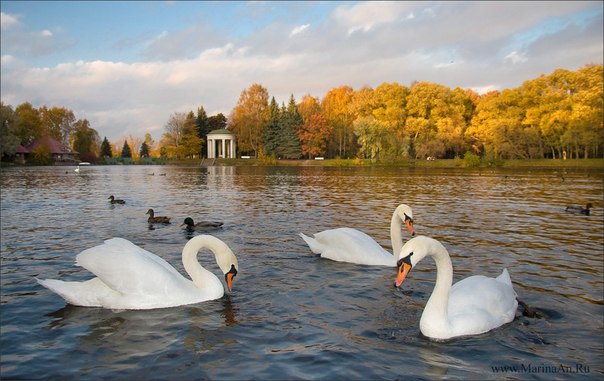Лебеди в Петербурге